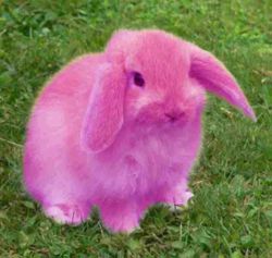 250px-Violet_rabbit.jpg